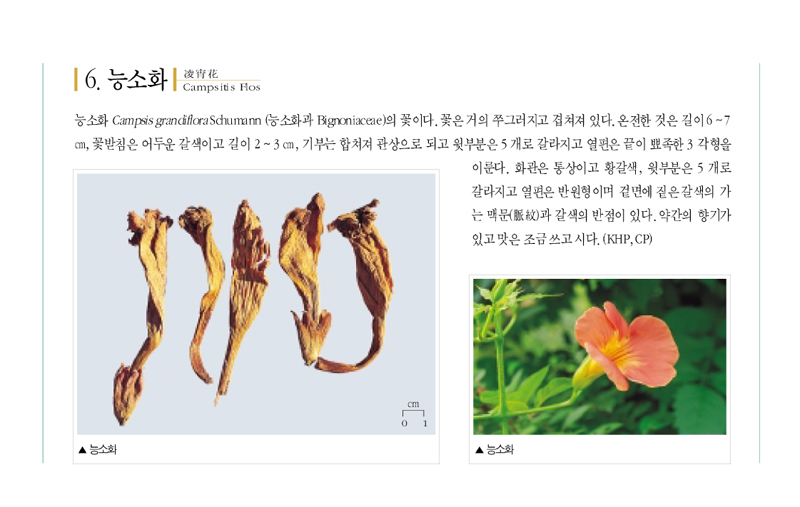 능소화(凌?花)