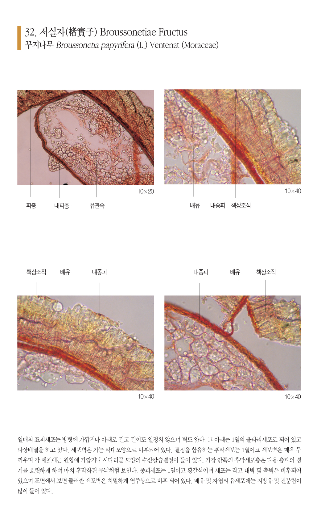 저실자(楮實子)