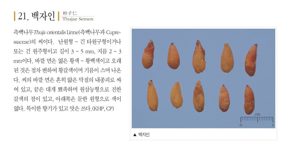 백자인(柏子仁)