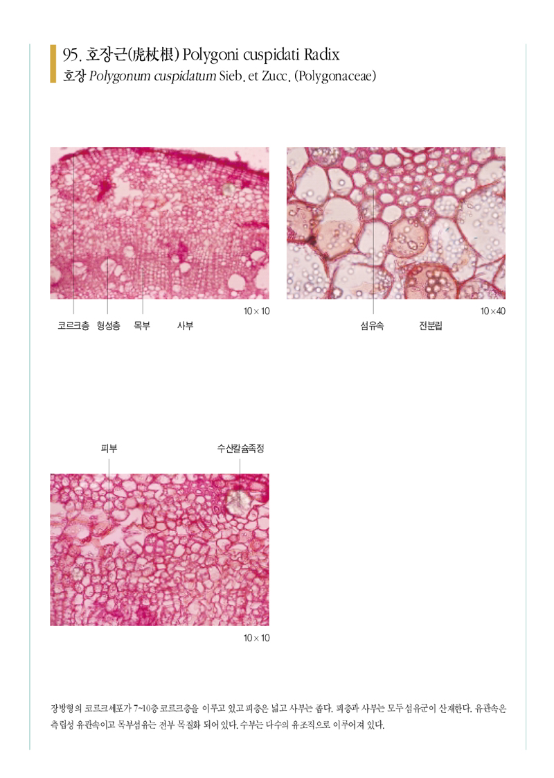 호장근(虎杖根)