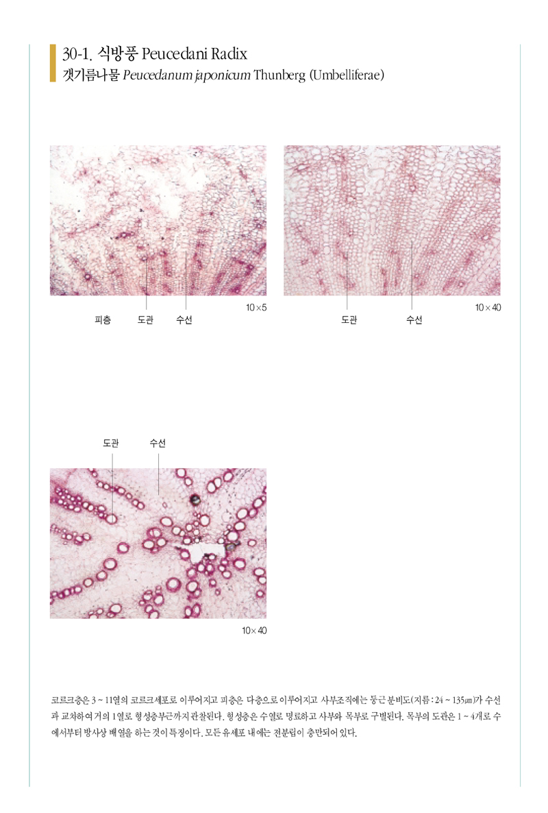 식방풍(植防風)