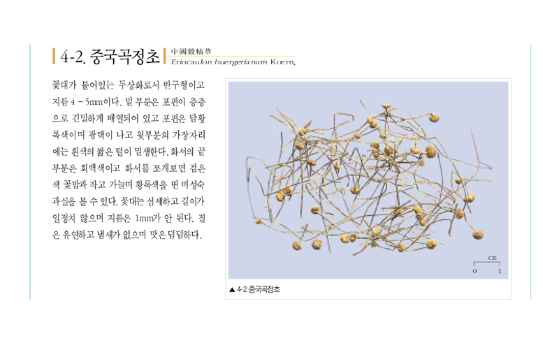 곡정초(穀精草)