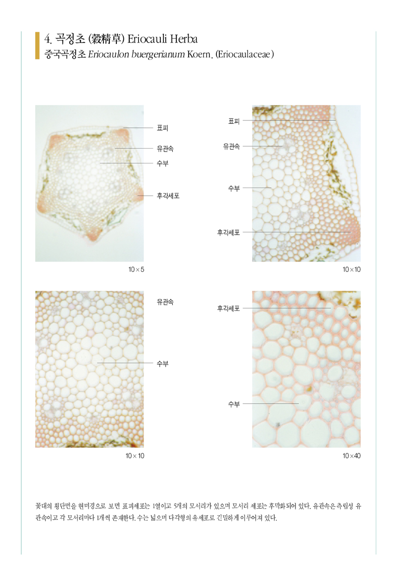 곡정초(穀精草)