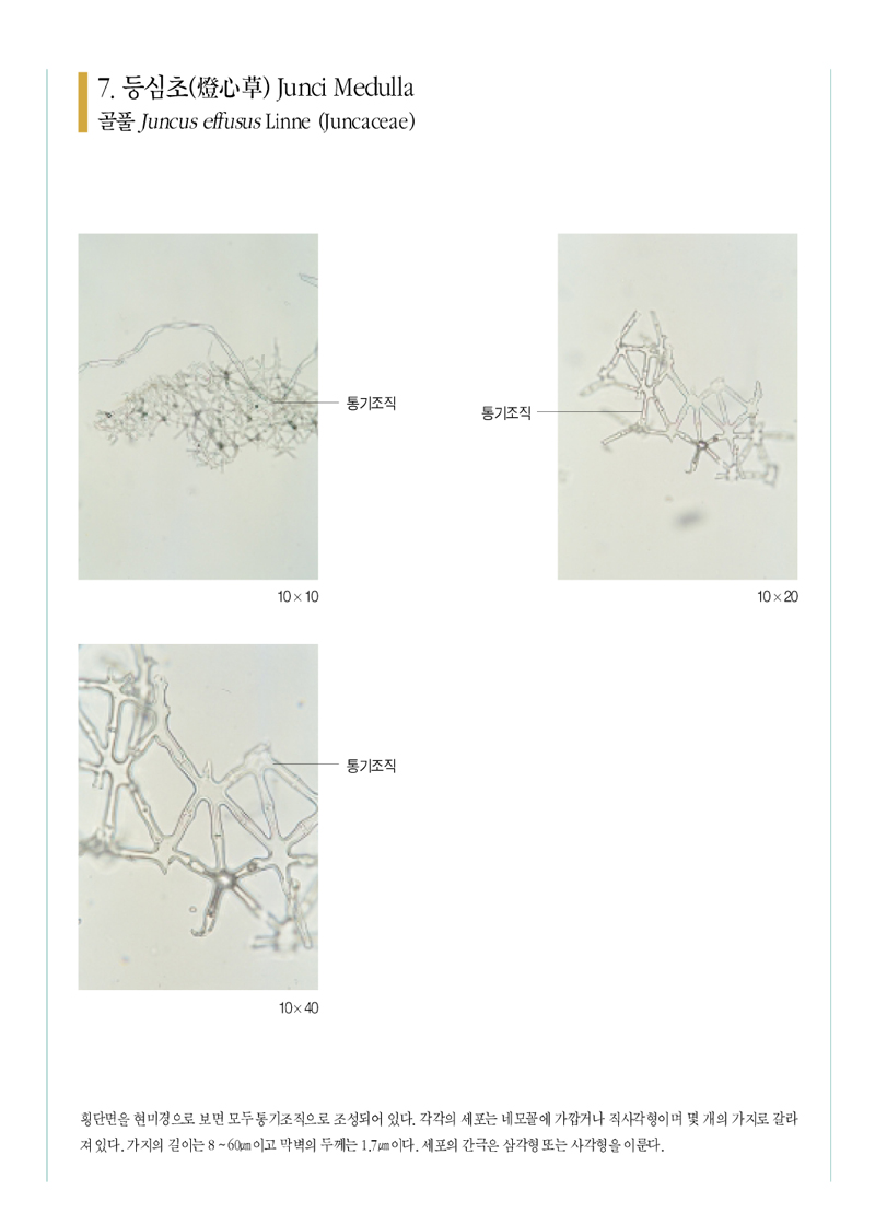 등심초(燈心草)