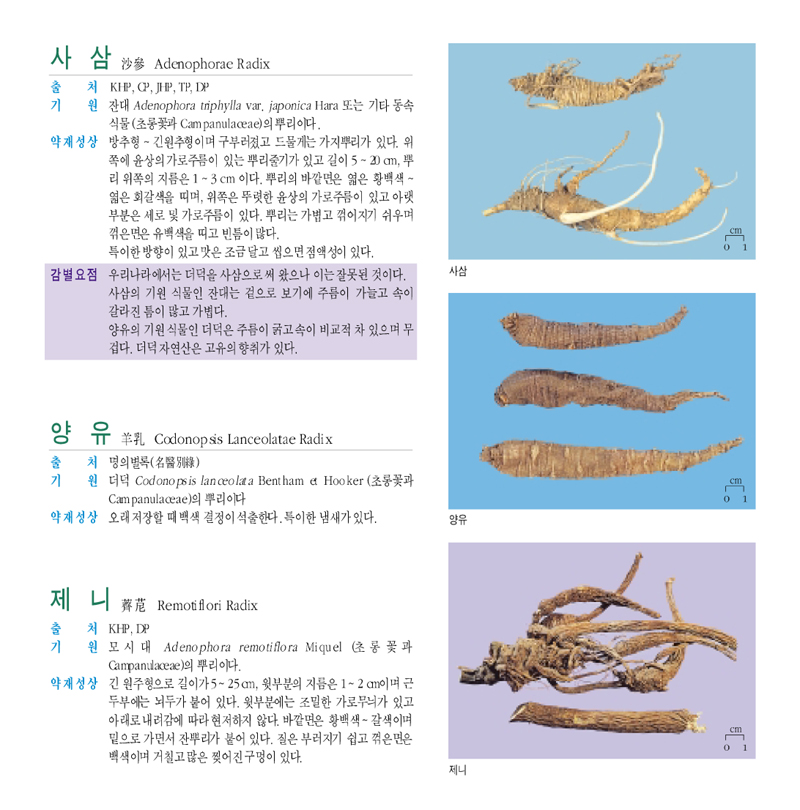 사삼(沙蔘)