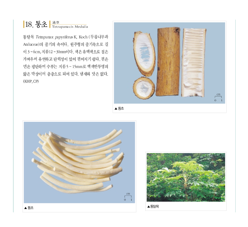 통초(通草)