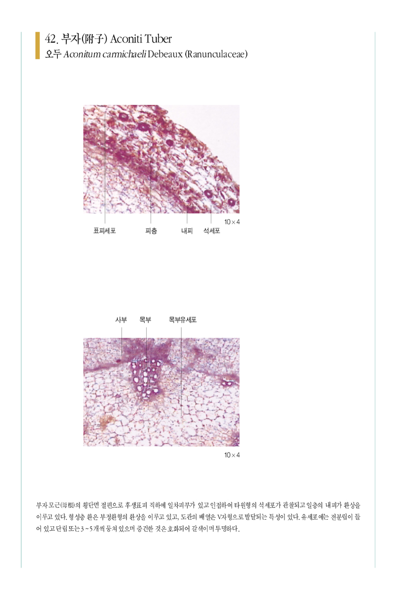 부자(附子)