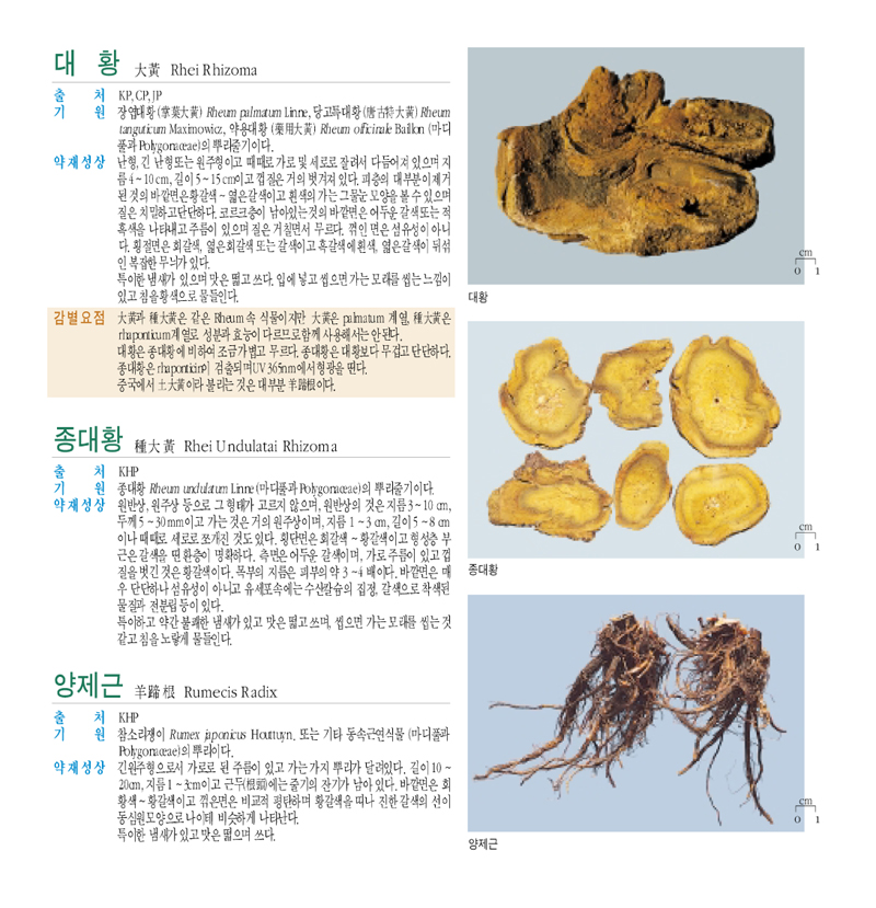 대황(大黃)