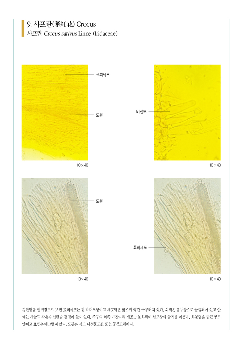 사프란(蕃紅花)
