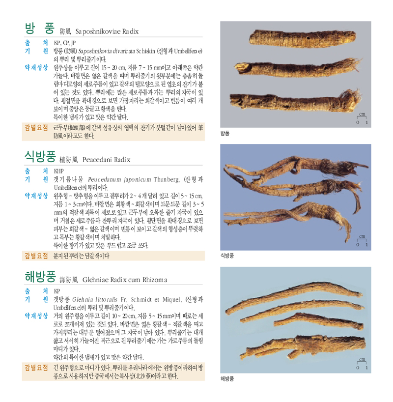 방풍(防風)