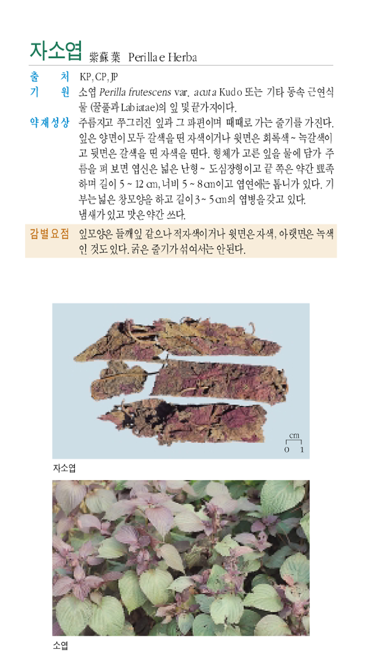 자소엽(紫蘇葉)