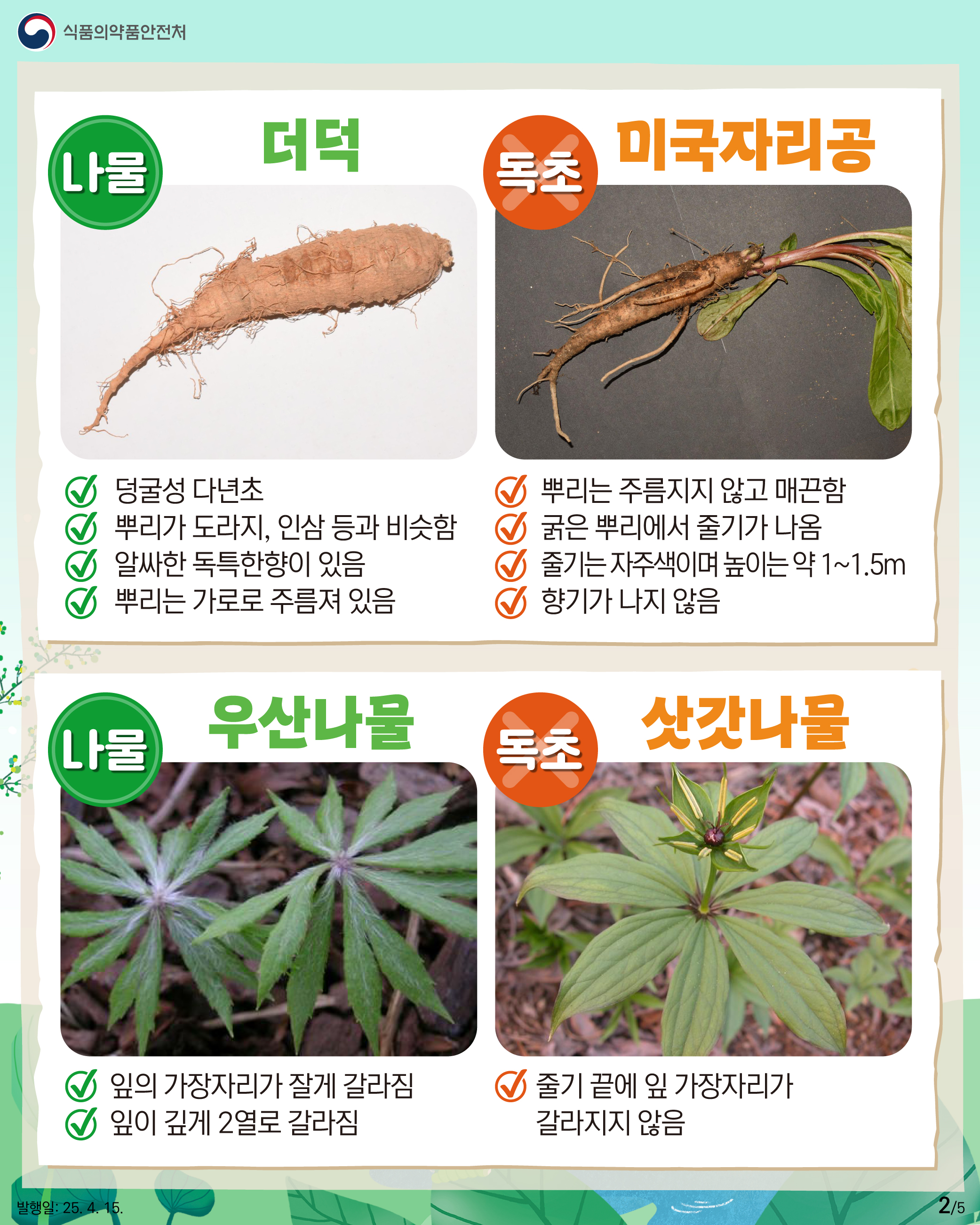 2.
식품의약품안전처

나물 더덕
덩굴성 다년초
뿌리가 도라지, 인삼 등과 비슷함
알싸한 독특한향이 있음
뿌리는 가로로 주름져 있음

독초 미국자리공
뿌리는 주름지지 않고 매끈함
굵은 뿌리에서 줄기가 나옴
줄기는 자주색이며 높이는 약 1~1.5m
향기가 나지 않음

나물 우산나물
잎의 가장자리가 잘게 갈라짐
잎이 깊게 2열로 갈라짐

독초 삿갓나물
줄기 끝에 잎 가장자리가
갈라지지 않음 

발행일: 25. 4. 15.
2/5
