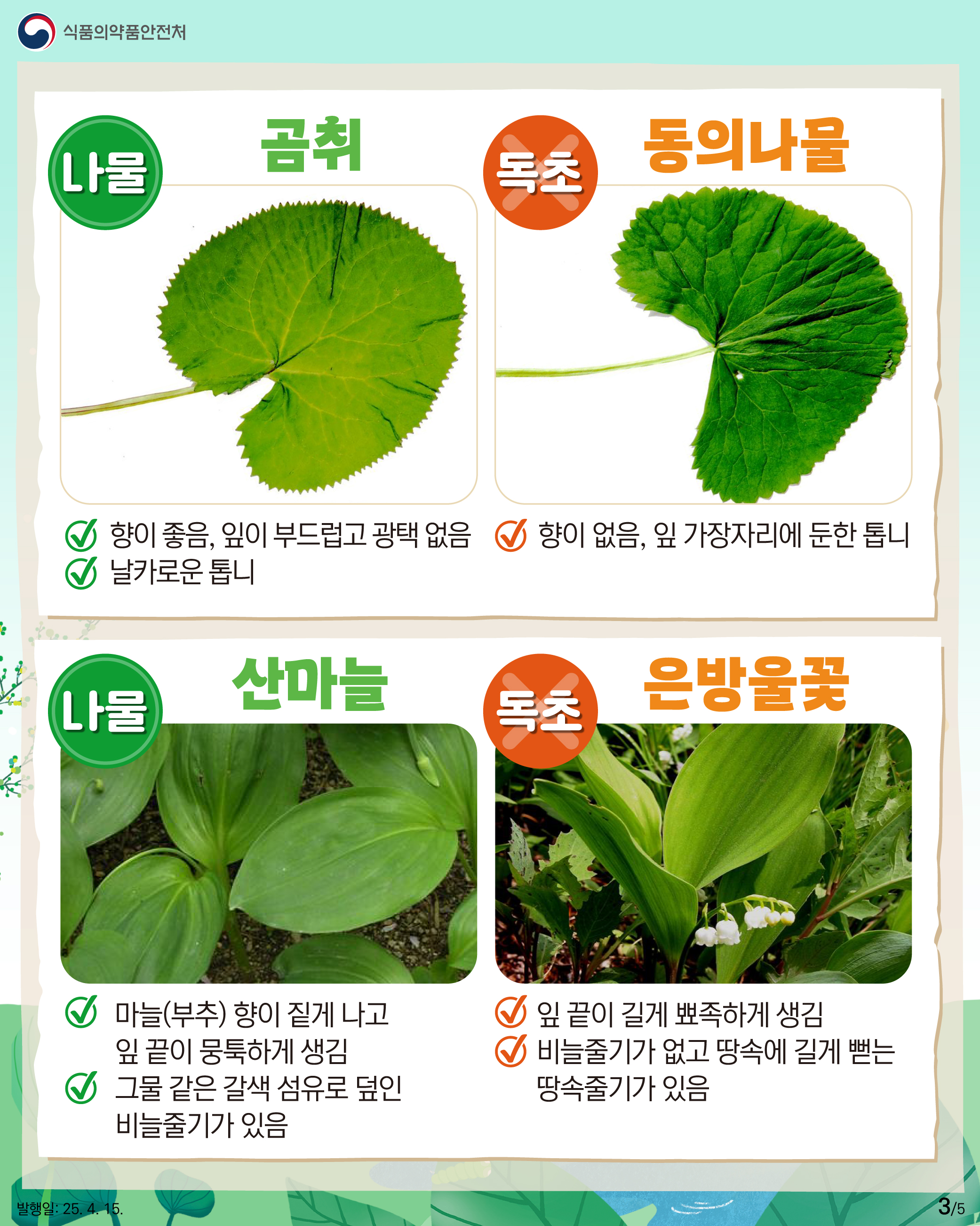 3.
식품의약품안전처

나물 곰취
향이 좋음, 잎이 부드럽고 광택 없음
날카로운 톱니

독초 동의나물
향이 없음, 잎 가장자리에 둔한 톱니

나물 산마늘
마늘(부추) 향이 짙게 나고
잎 끝이 뭉툭하게 생김
그물 같은 갈색 섬유로 덮인
비늘줄기가 있음

독초 은방울꽃
잎 끝이 길게 뾰족하게 생김
비늘줄기가 없고 땅속에 길게 뻗는
땅속줄기가 있음

발행일: 25. 4. 15.
3/5
