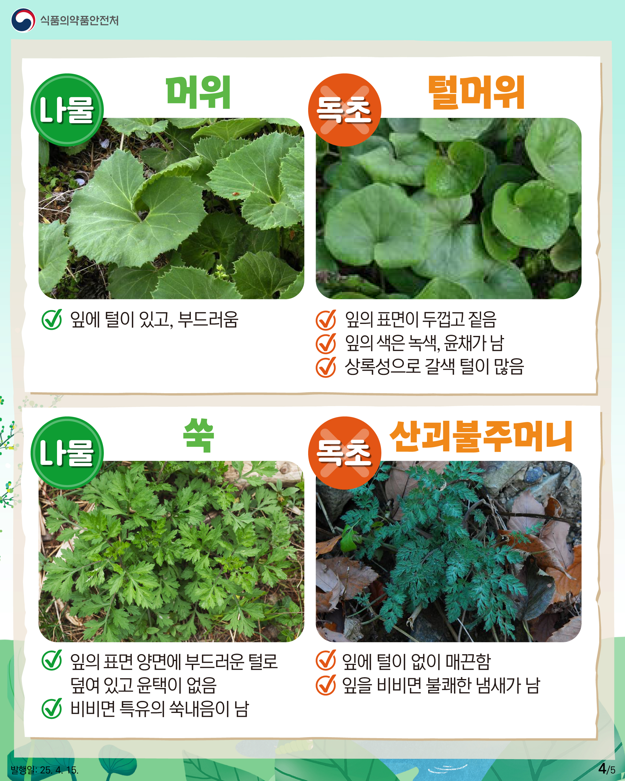 4.
식품의약품안전처

나물 머위
잎에 털이 있고, 부드러움 

독초 털머위
잎의 표면이 두껍고 짙음
잎의 색은 녹색, 윤채가 남
상록성으로 갈색 털이 많음

나물 쑥
잎의 표면 양면에 부드러운 털로
덮여 있고 윤택이 없음 
비비면 특유의 쑥내음이 남

독초 산괴불주머니
잎에 털이 없이 매끈함
잎을 비비면 불쾌한 냄새가 남

발행일: 25. 4. 15.
4/5
