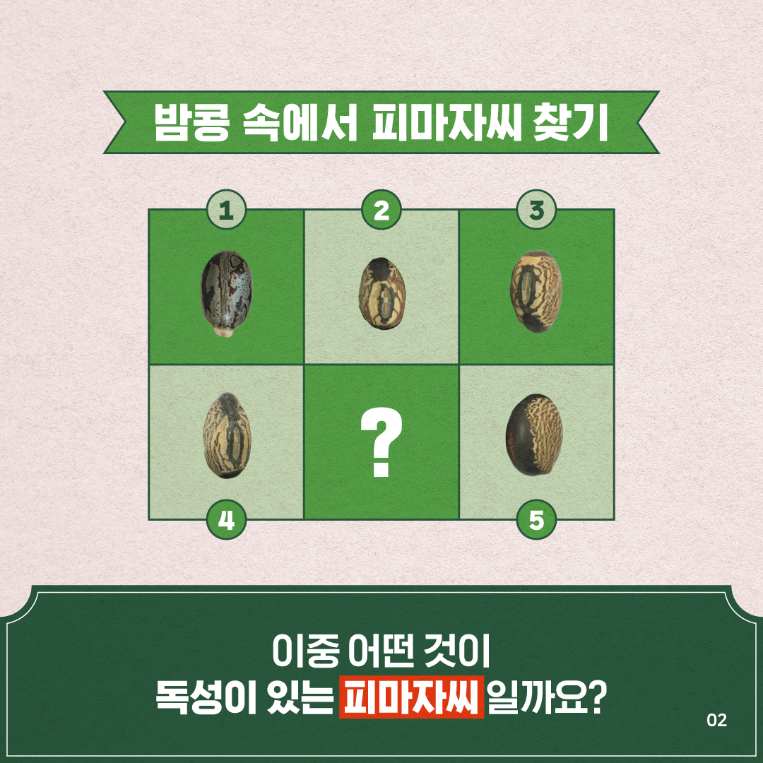 2.
밤콩 속에서 피마자씨 찾기
123
4?5

이중 어떤 것이
독성이 있는 피마자씨일까요?

02
