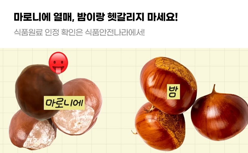 마로니에 열매, 밤이랑 헷갈리지 마세요! 식품원료 인정 확인은 식품안전나라에서!